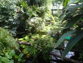 Exkurze do Botanické zahrady Přírodovědecké fakulty  UK  v Praze [nové okno]